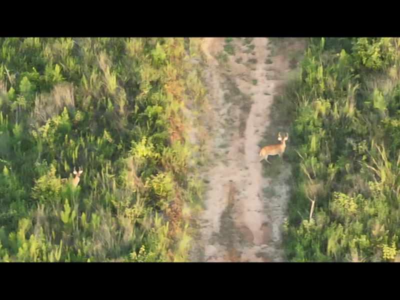 Drone Deer Recovery & Herd Analysis | Nick's Drone Services